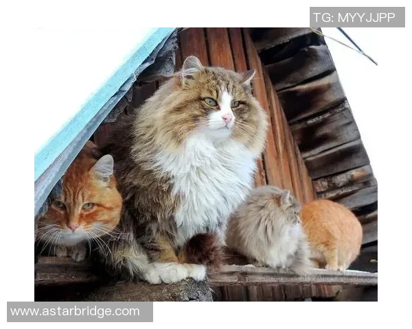 足球明星与爱猫情缘揭秘哪些球星是猫咪的忠实粉丝